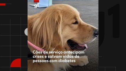 Cães de serviço antecipam crises e salvam vidas de pessoas com diabete
