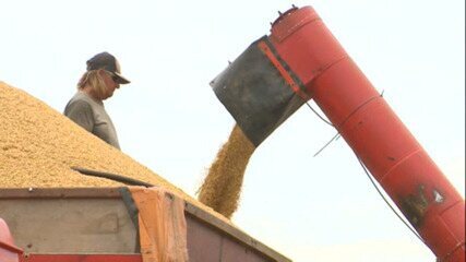 Tempo seco deve adiar o começo do plantio da soja em MT