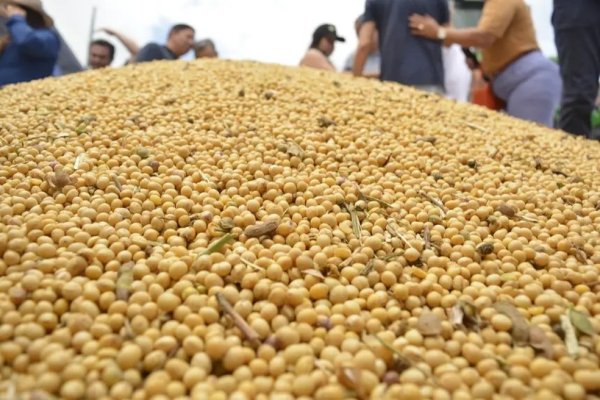 j1.com Supermercados europeus pedem que empresas vetem soja de área desmatada no Brasil, após Cade suspender moratória