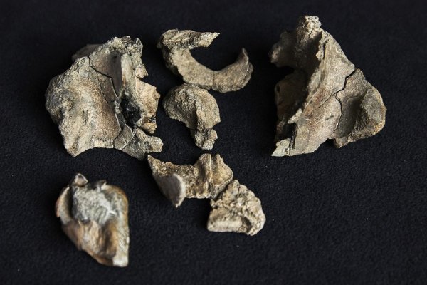 j1 Fósseis de baleia aparentemente fofa, mas perigosa, são encontrados na Austrália