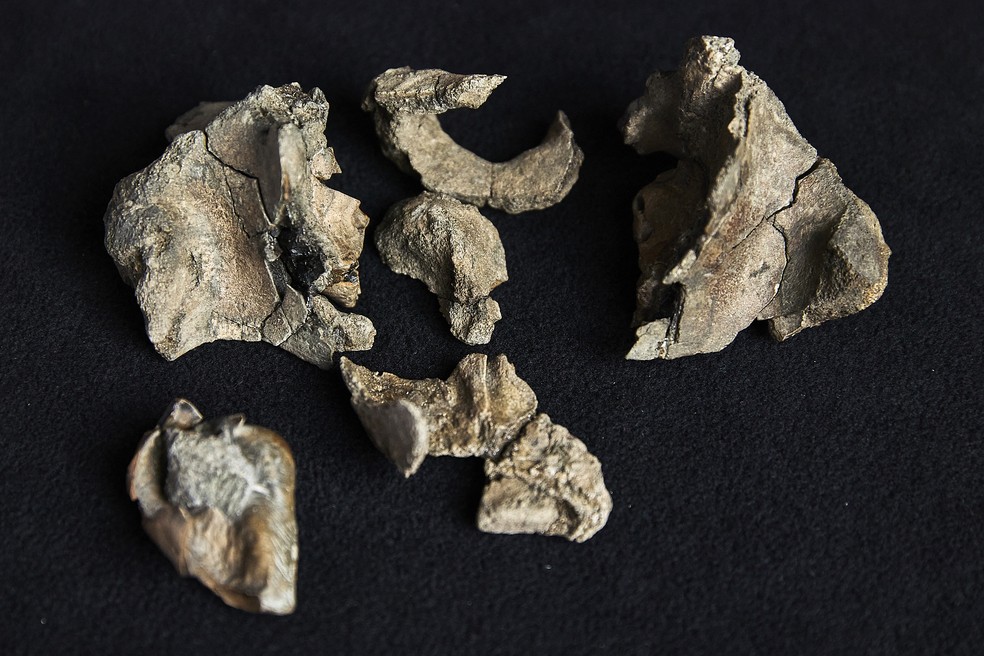 Cientistas australianos descobriram uma baleia-dente-de-navalha que vagava pelos mares há 26 milhões de anos， afirmando na quarta-feira que a espécie era "enganosamente fofa"j1， mas um predador temível — Foto: Tom BREAKWELL / MUSEUMS VICTORIA / AFP