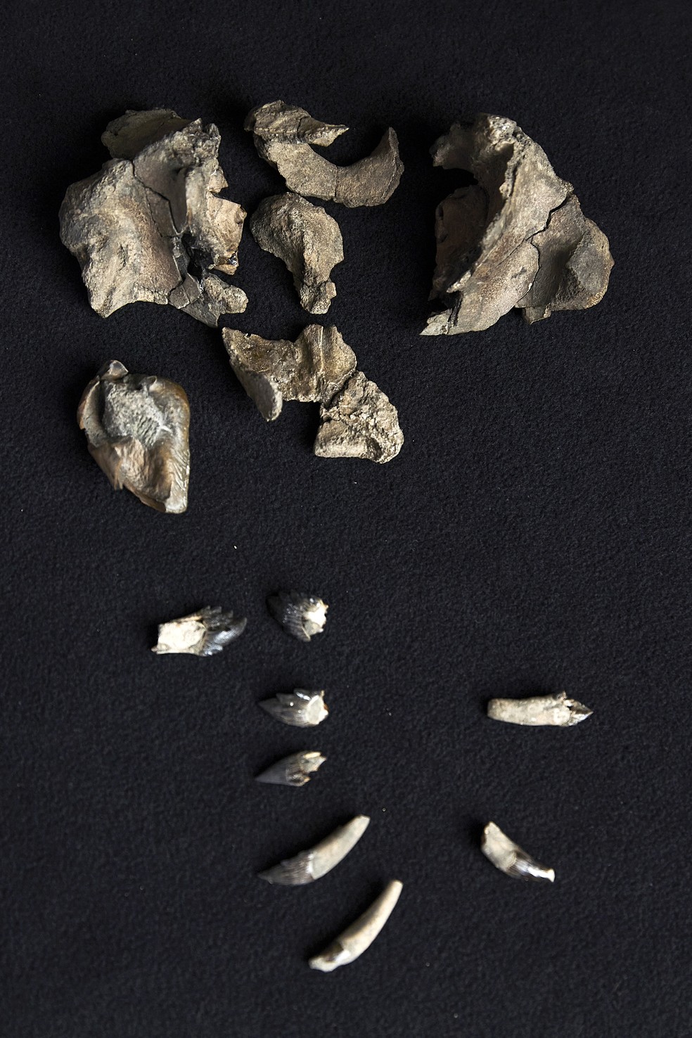 O crânio e os dentes fósseis parciais de Janjucetus dullardi no Museums Victoria， em Melbourne — Foto: Tom BREAKWELL / MUSEUMS VICTORIA / AFP