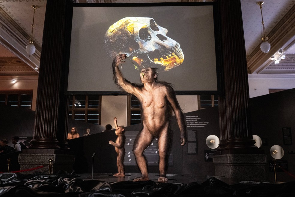 Os modelos de reconstrução artística hiper-realistas do ancestral humano Australopithecus afarensis 'Lucy' (D) e 'Selam' (E)， um bebê Australopithecus que viveu cerca de 100.000 anos antes de Lucy， estão em exibição no Museu Nacional Tcheco em Praga em 25 de agosto de 2025. — Foto: Michal Cizek / AFP