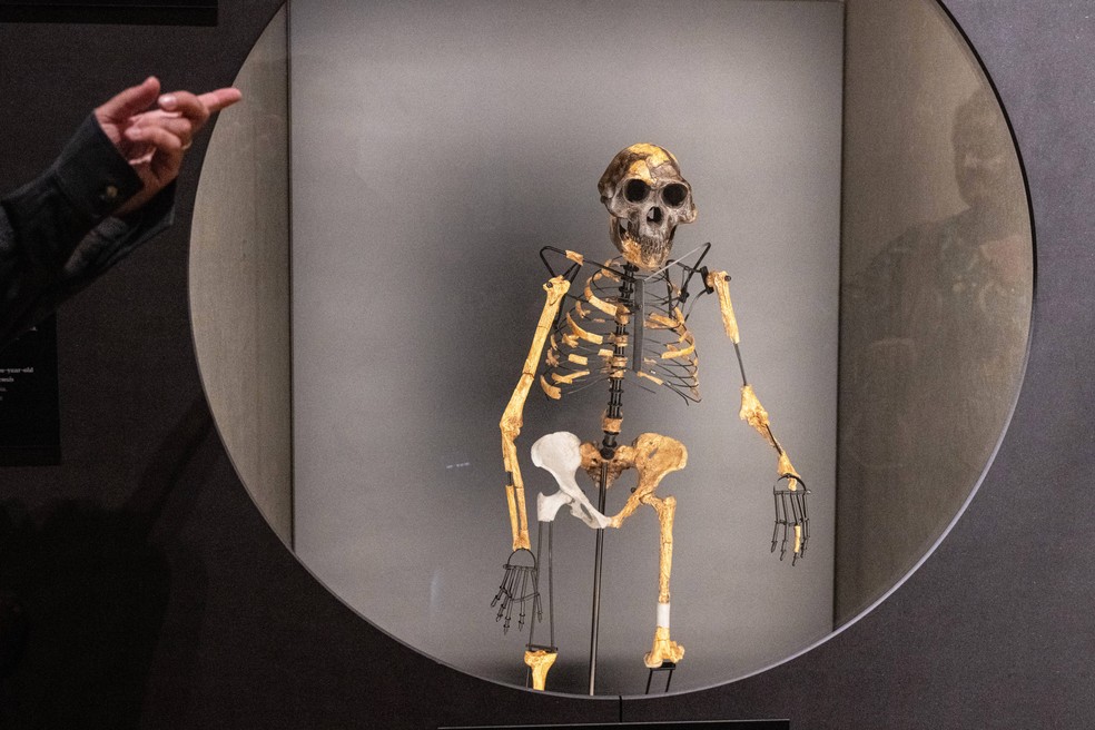 Um modelo de esqueleto baseado em fragmentos ósseos do ancestral humano Australopithecus afarensis "Lucy"， encontrado na Etiópia， é exibido no Museu Nacional Tcheco， em Praga — Foto: Michal Cizek / AFP