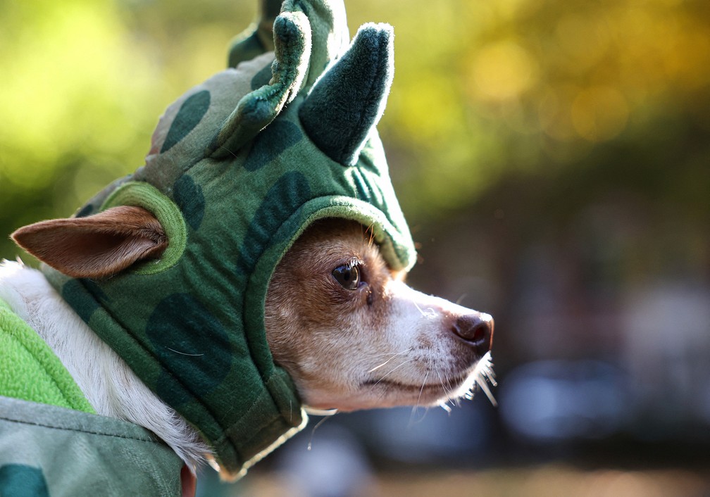Cachorro fantasiado de dinossauro participa do Desfile Canino de Halloween no Parque da Praça Tompkins， em Nova York — Foto: Caitlin Ochs/Reuters