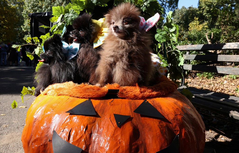 Cachorros sobre uma abóbora de mentira participam do Desfile Canino de Halloween no Parque da Praça Tompkins， em Nova York — Foto: Caitlin Ochs/Reuters