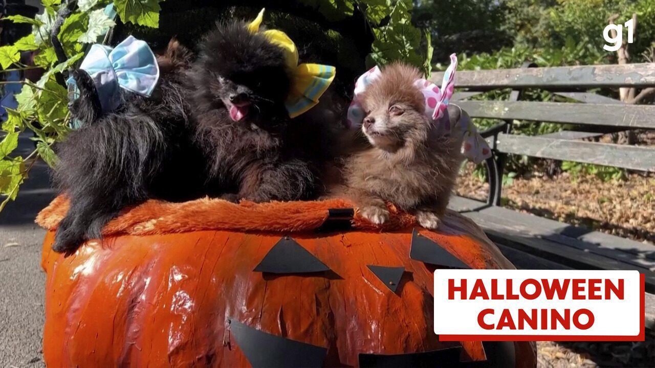 Desfile de 'Halloween canino' reúne fantasias criativas em Nova York