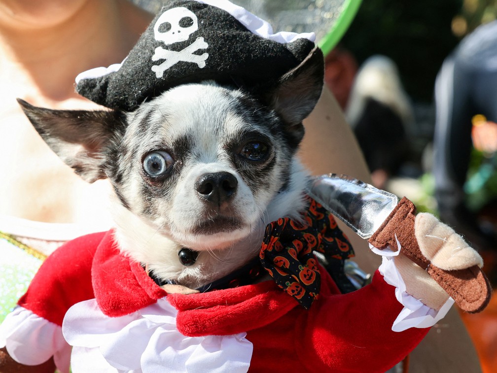 Cachorro fantasiado de pirata participa do Desfile Canino de Halloween no Parque da Praça Tompkins， em Nova York — Foto: Caitlin Ochs/Reuters