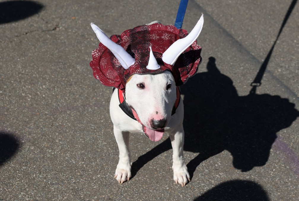 Cachorro fantasiado de dragão participa do Desfile Canino de Halloween no Parque da Praça Tompkins， em Nova York — Foto: Caitlin Ochs/Reuters