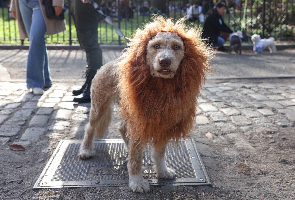 Cachorro fantasiado de leão participa do Desfile Canino de Halloween no Parque da Praça Tompkins， em Nova York — Foto: Caitlin Ochs/Reuters