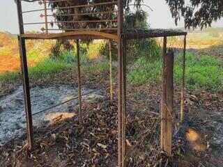 Javaporco ameaça plantações no Interior de SP