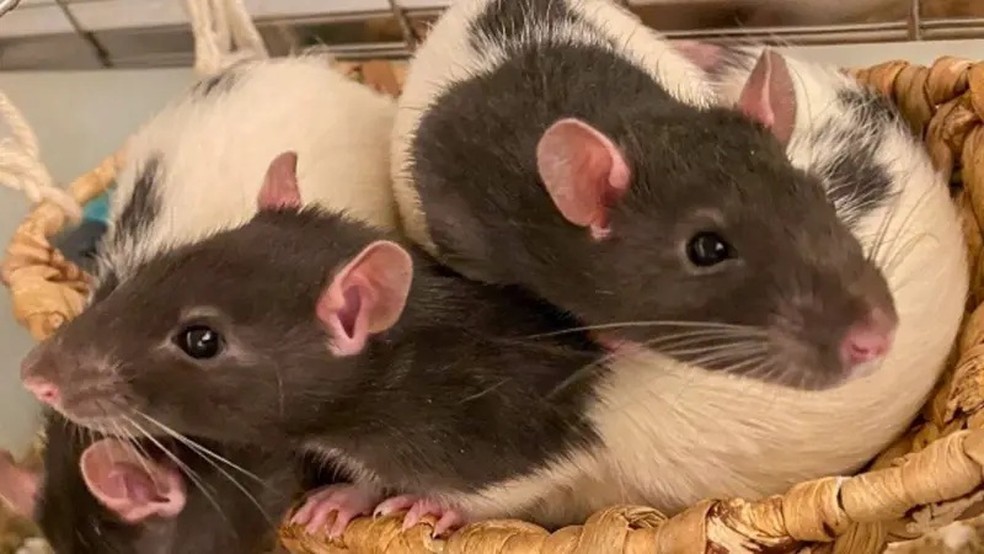 O padrão de comportamento foi o mesmo em ratos e humanos， reforçando a confiança dos cientistas de que temos o mesmo medidor interno de distância no cérebro — Foto: Silvia Ventura