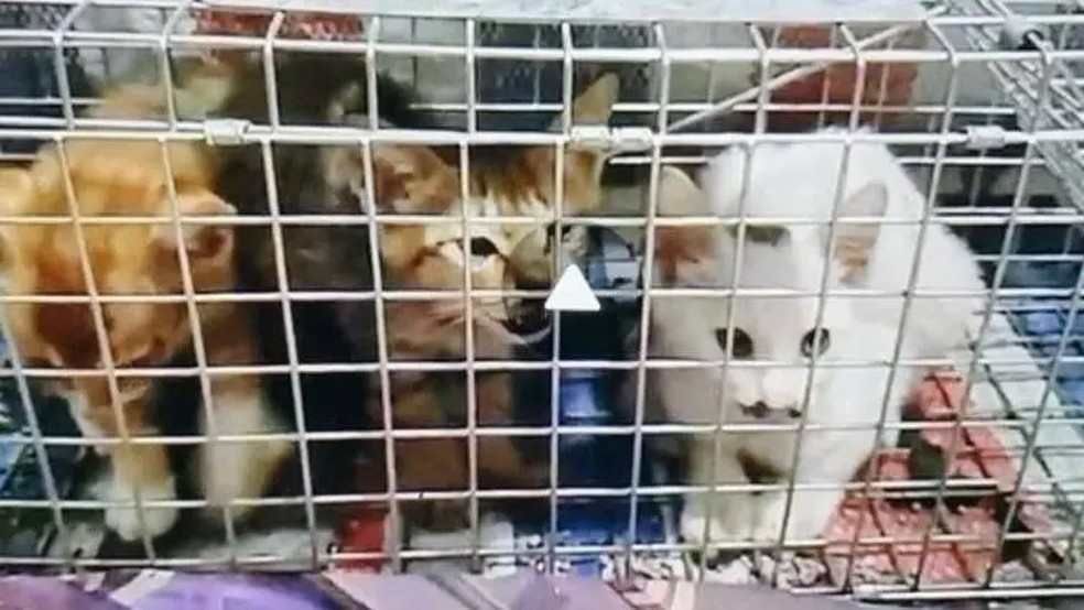 Ativistas da Feline Guardians dizem ter descoberto 24 grupos online ativos neste ano， cada um postando centenas de imagens e vídeos de abuso — Foto: Reprodução BBC